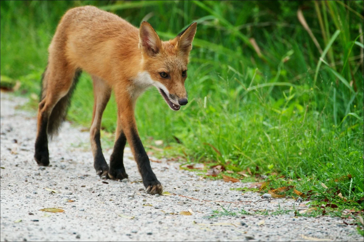Young red fox walking along trail