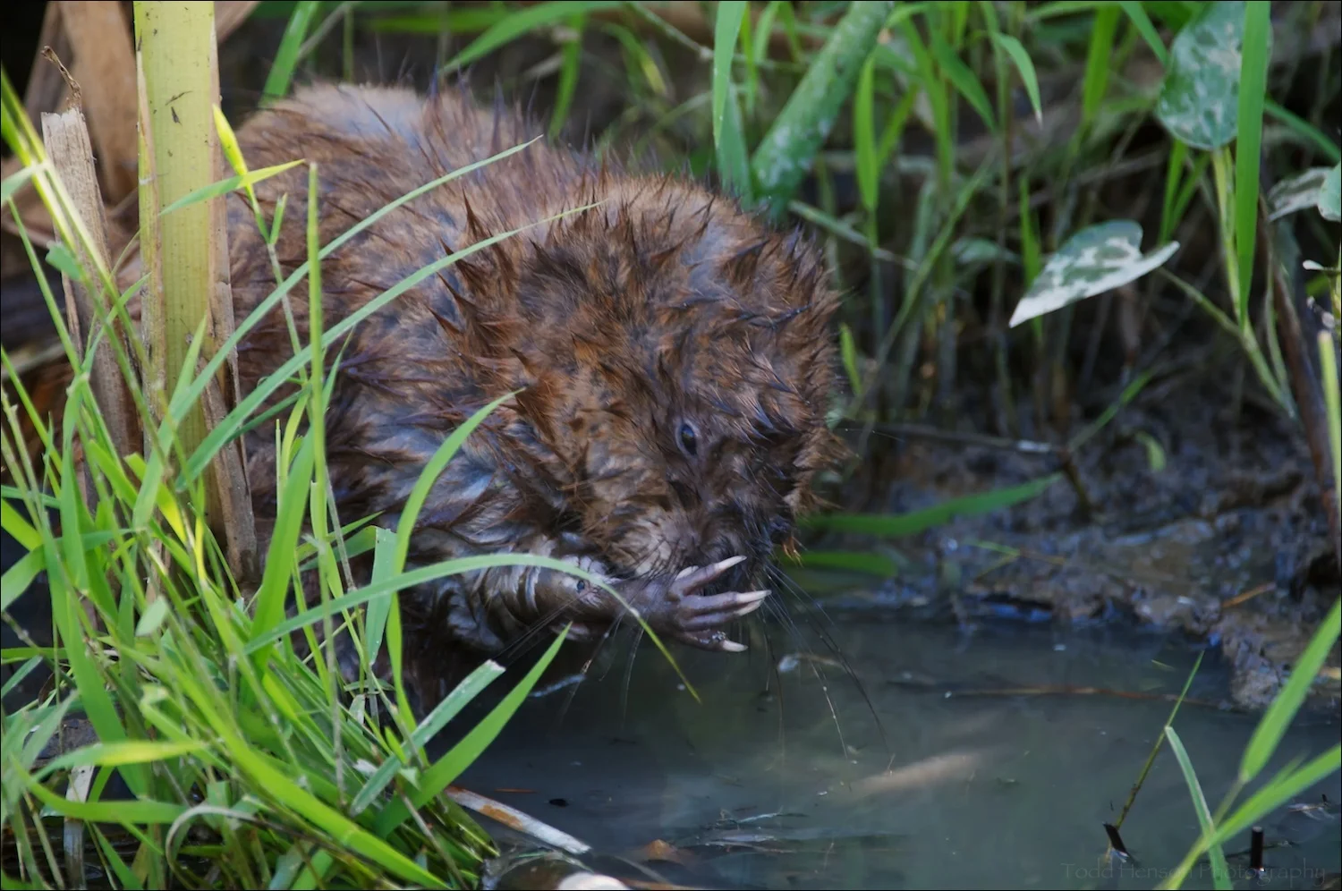 Common Muskrat cleaning itself