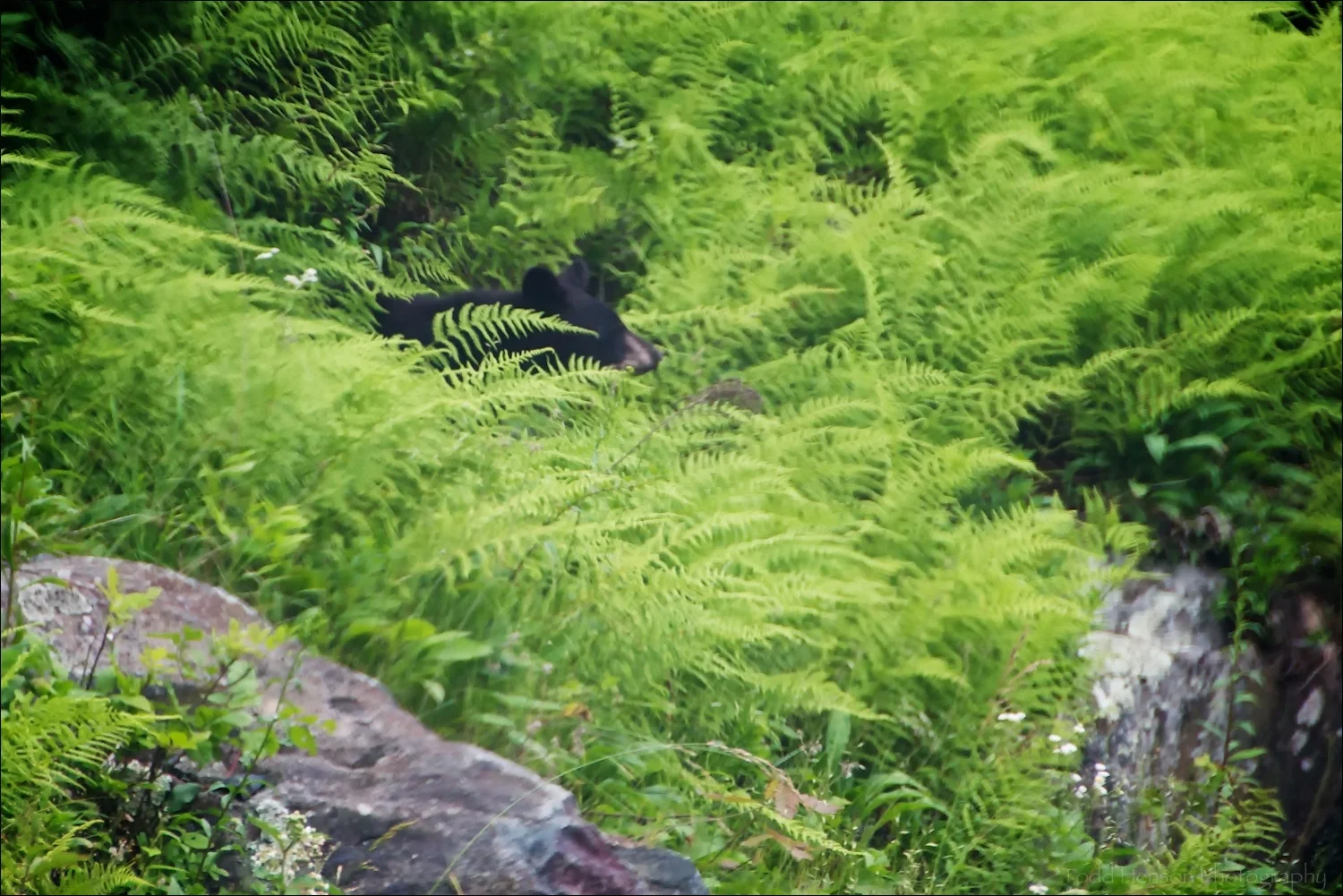 Poor quality photo of Black Bear hidden among ferns