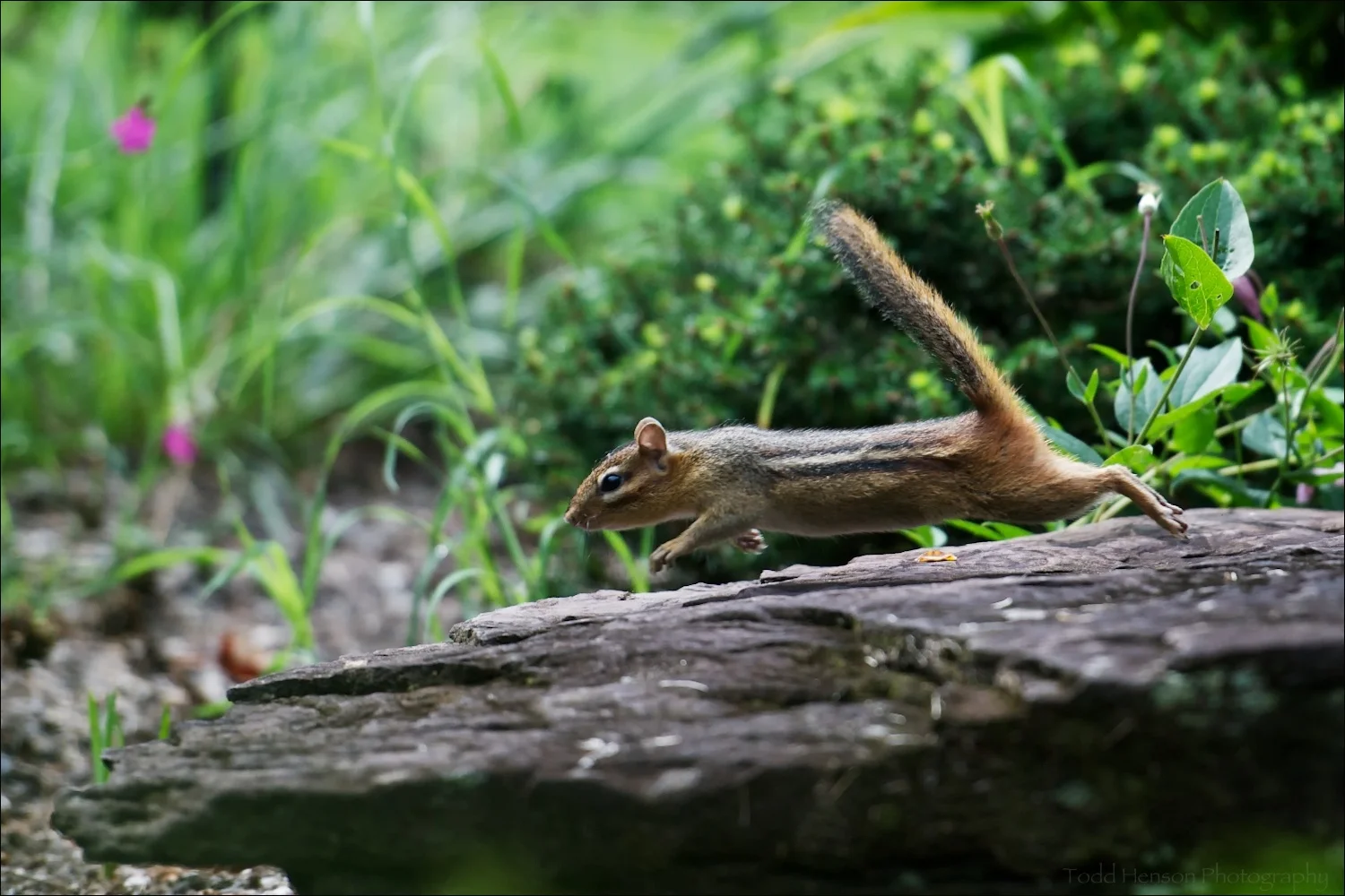 Eastern Chipmunk midair, jumping from rock. Found in nature/garden park.