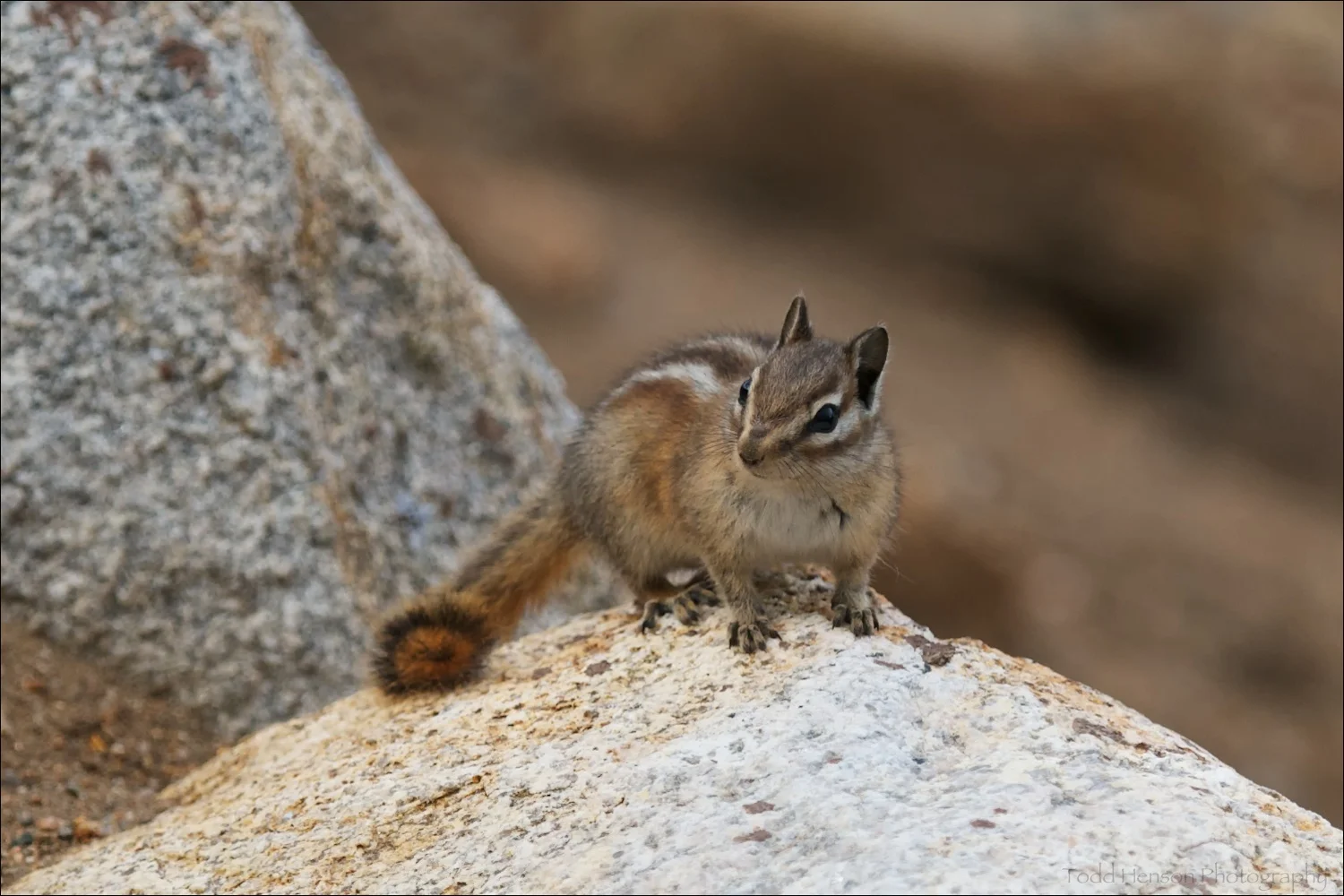 Uinta Chipmunk looking for more handouts