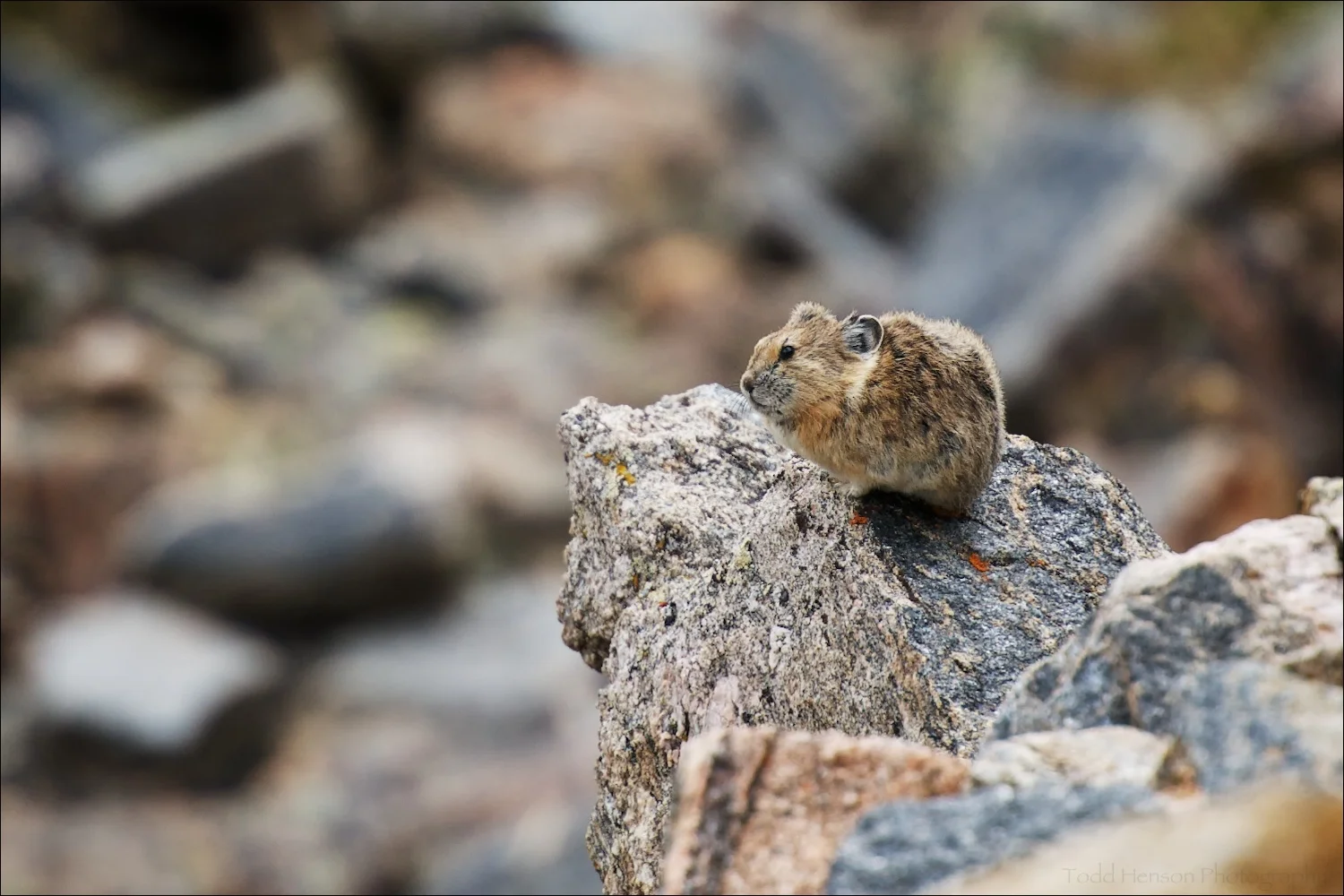 American Pika having heard my camera's shutter turns to watch me