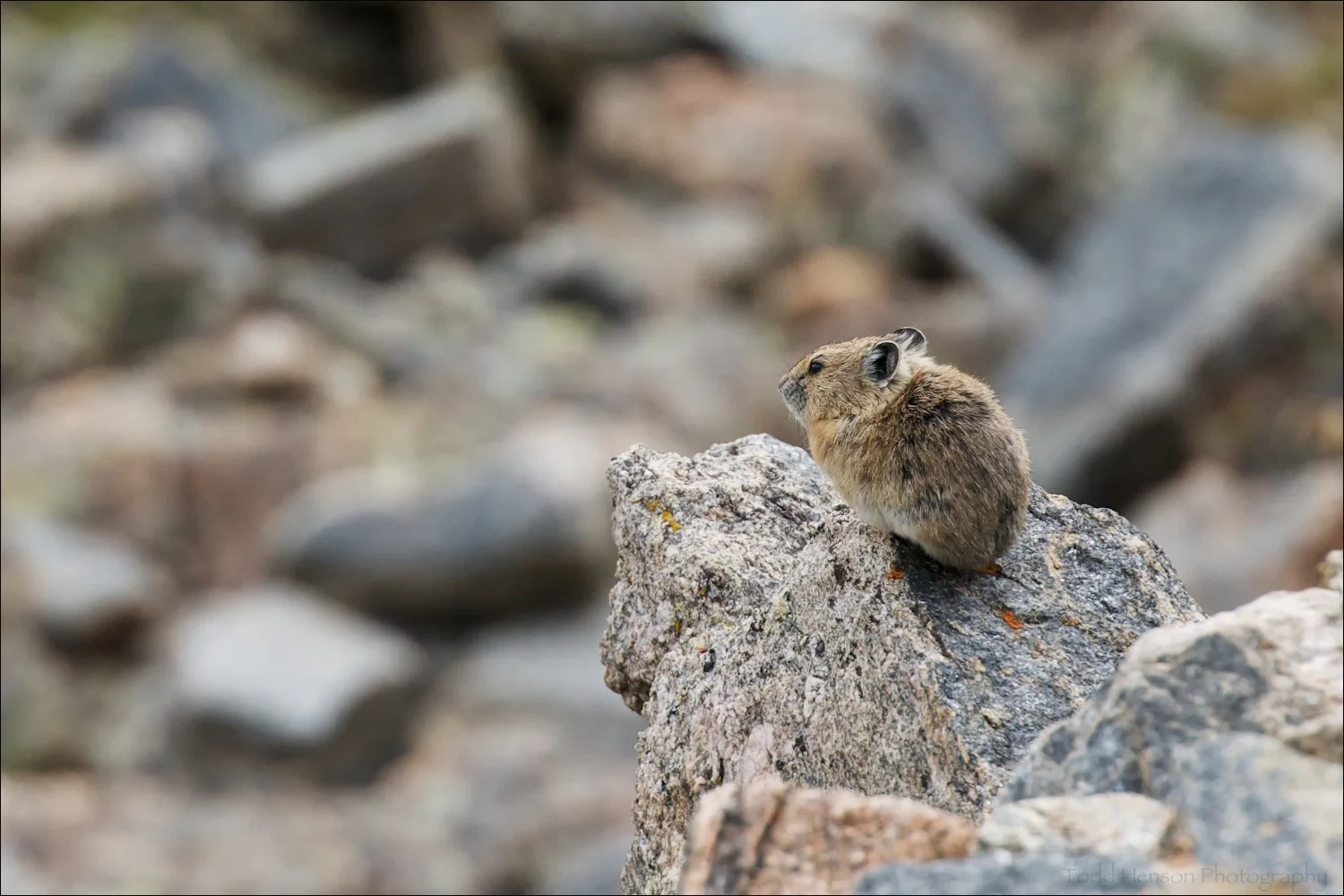 American Pika watching downslope