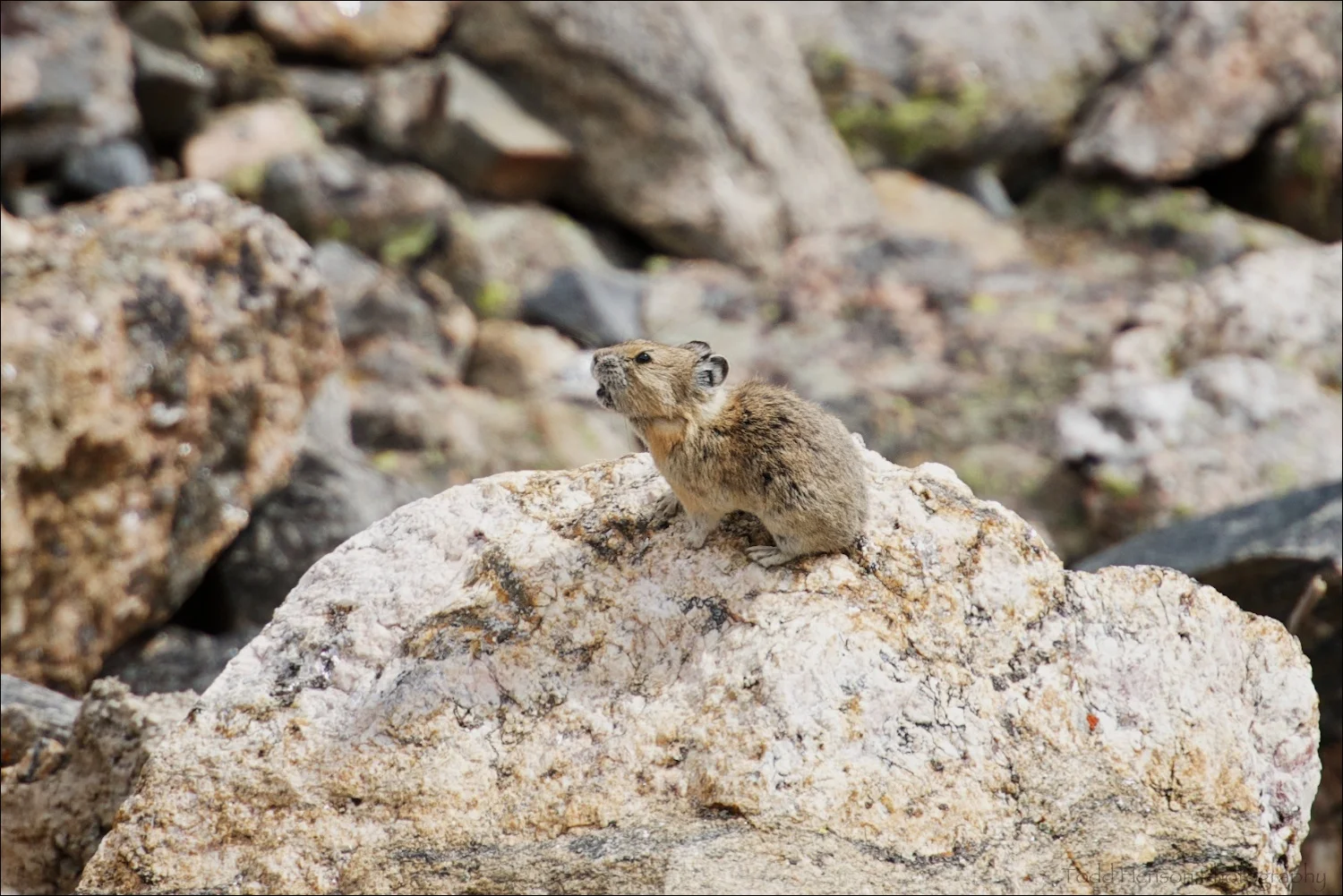 American Pika calling