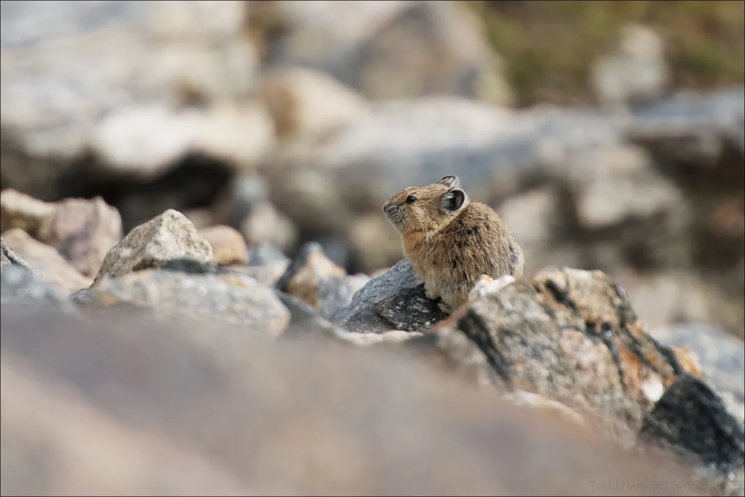 American Pika on rocky slope