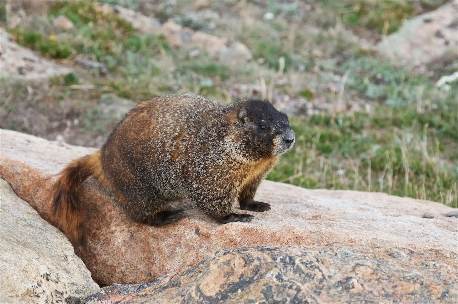 Yellow-bellied Marmot near parking lot. This one kept trying to crawl into the underside of my car.