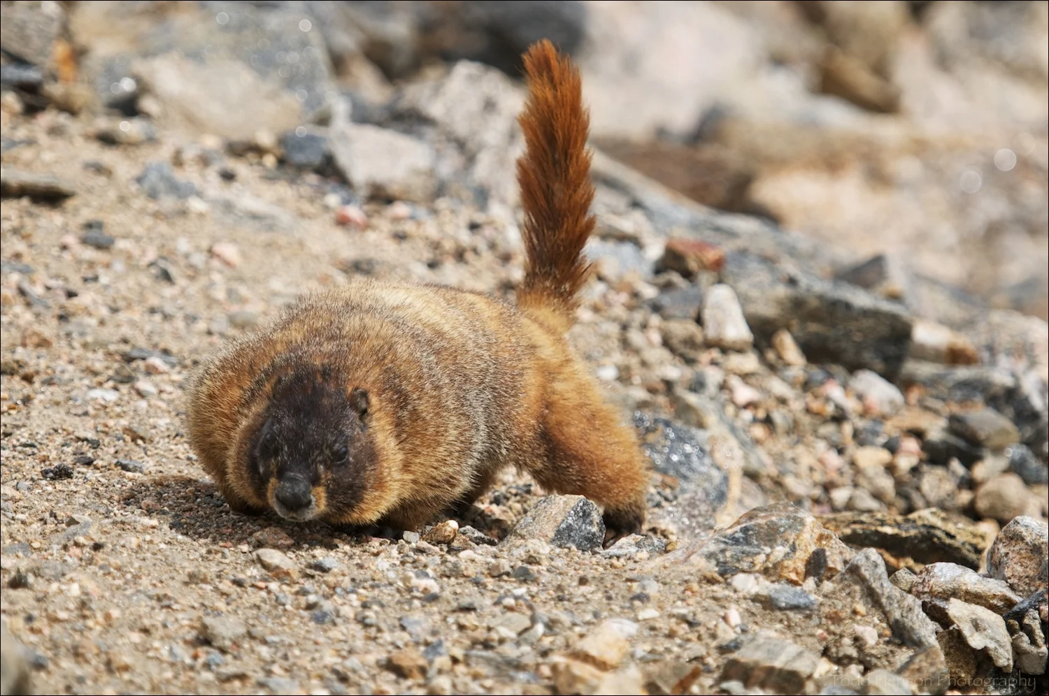 Yellow-bellied Marmot with tail pointing upward