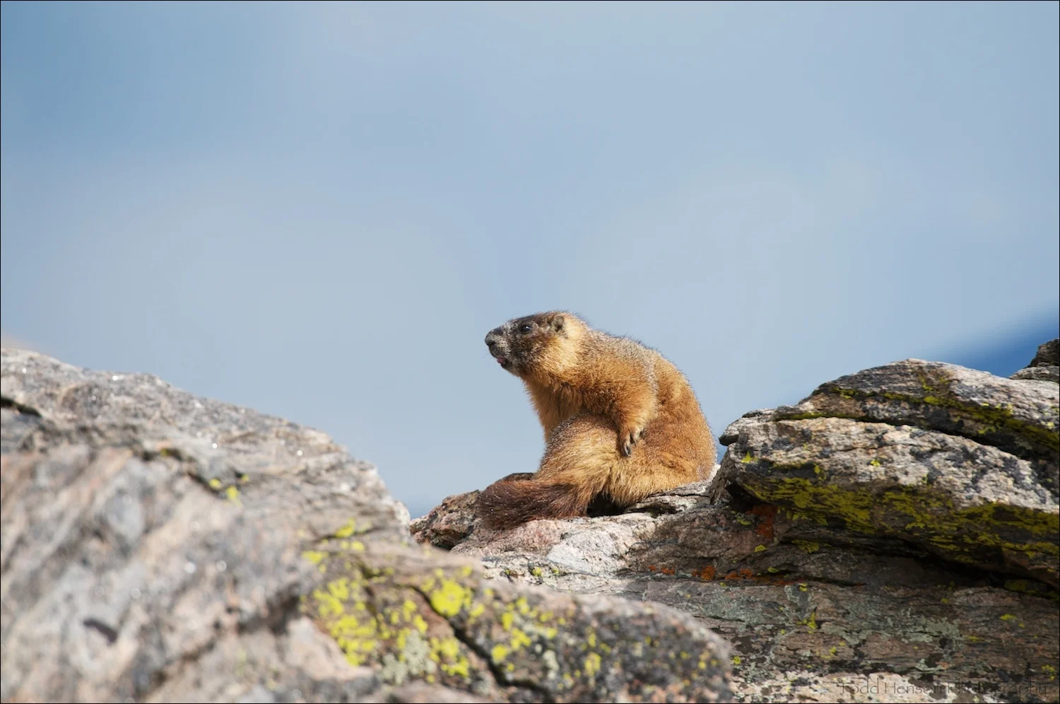 Yellow-bellied Marmot after grooming