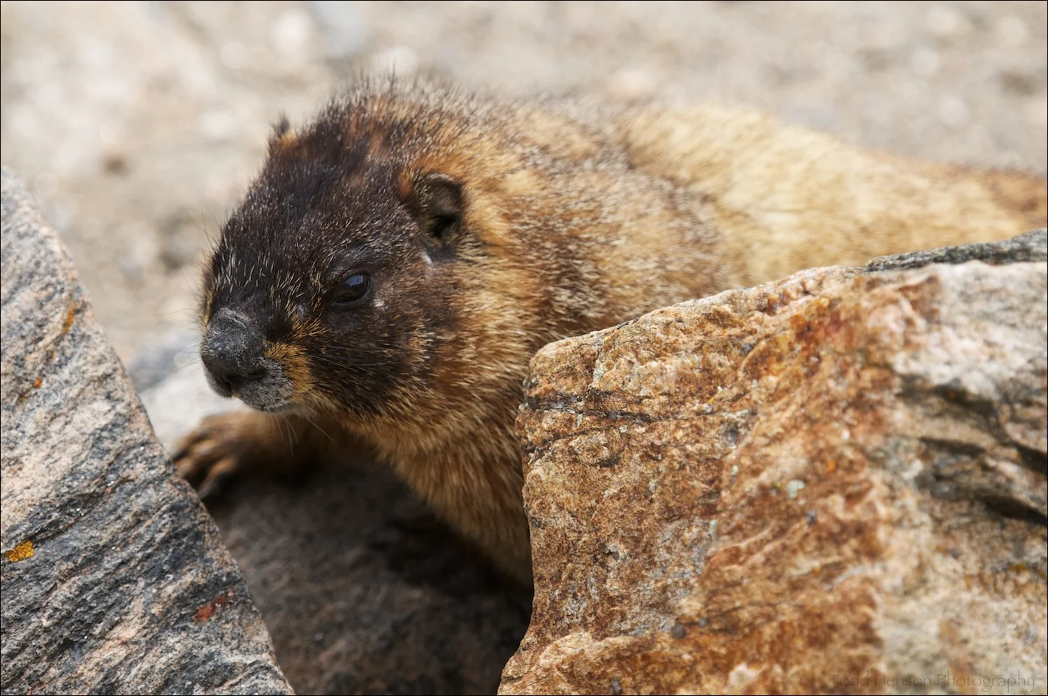 A Yellow-bellied Marmot that crawled right up beside me