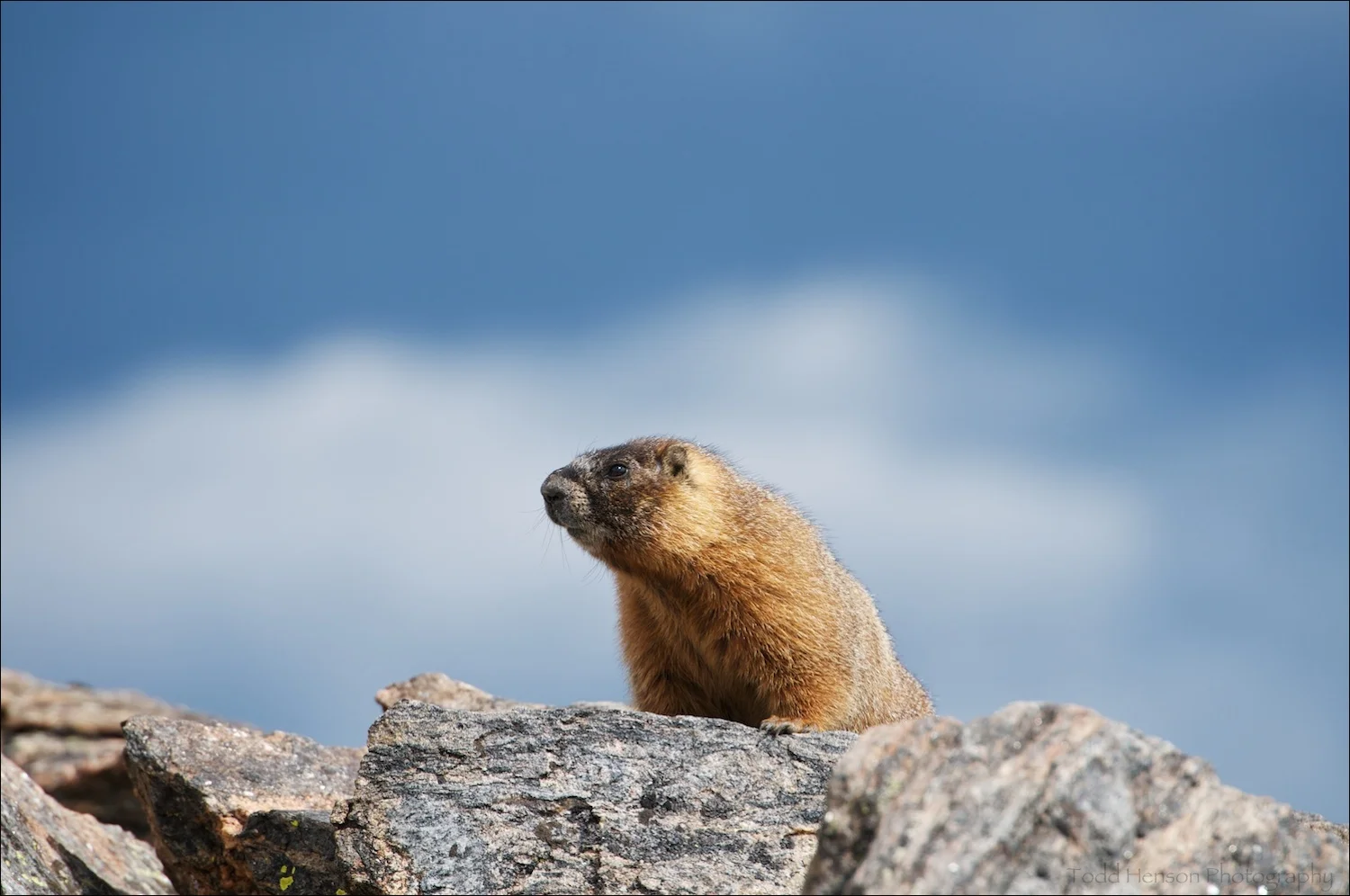 Yellow-bellied Marmot