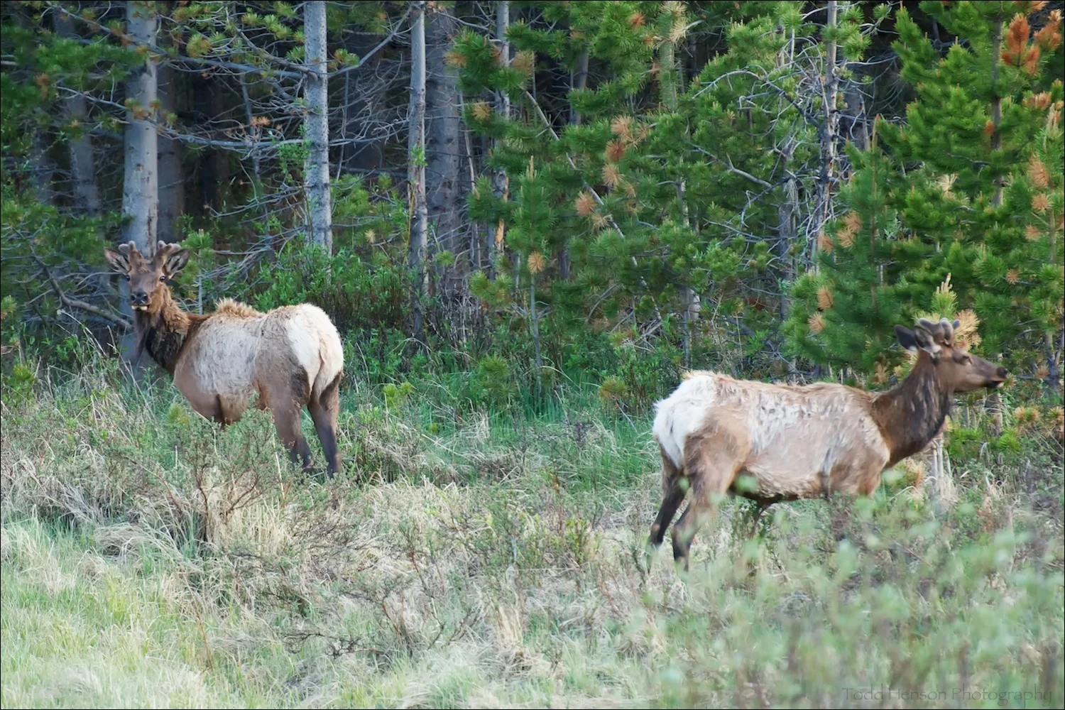 Pair of Elk at edge of trees