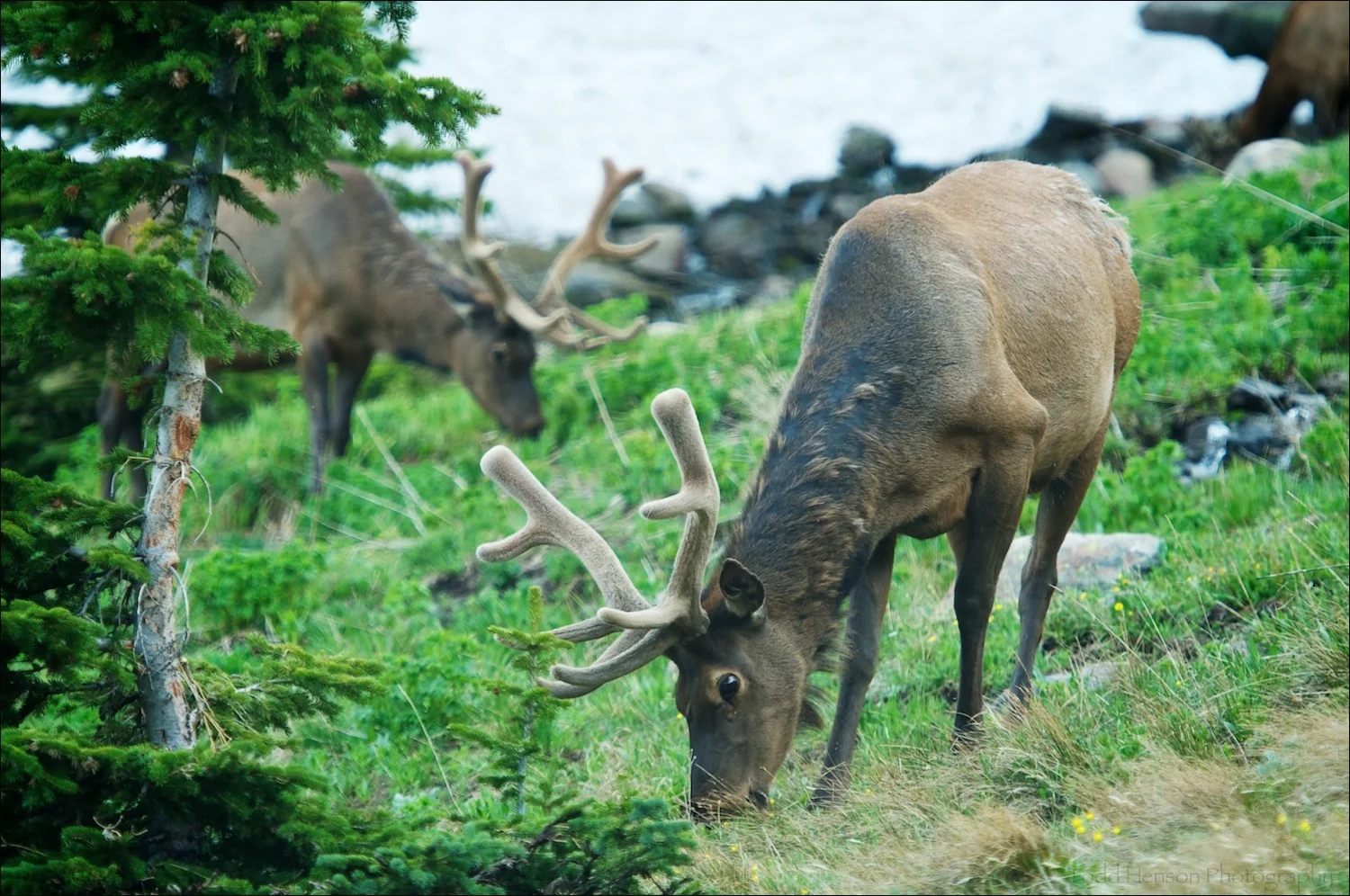 Male (bull) Elk with antlers in velvet, taken out window of car. They were right at the edge of the road along a curve. No place to park, but everyone was stopping their cars to watch.