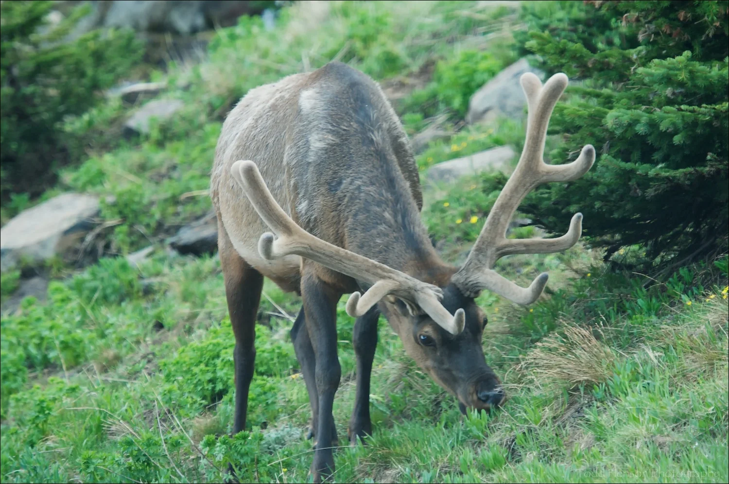 Male (bull) Elk with antlers in velvet, taken out window of car. They were right at the edge of the road along a curve. No place to park, but everyone was stopping their cars to watch.