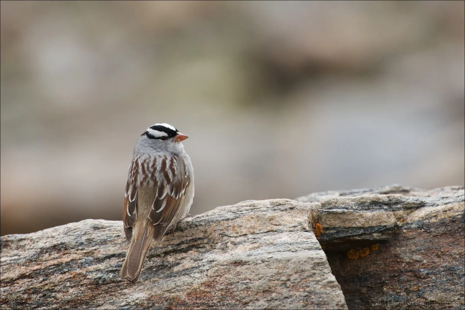 White-crowned Sparrow