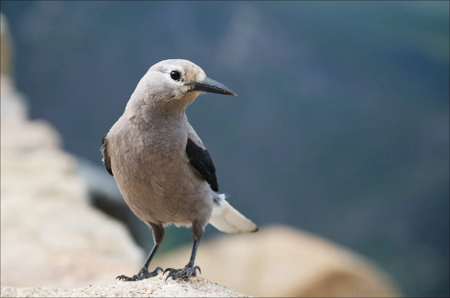 Clark's Nutcracker looking to me for food. I didn't give it any.