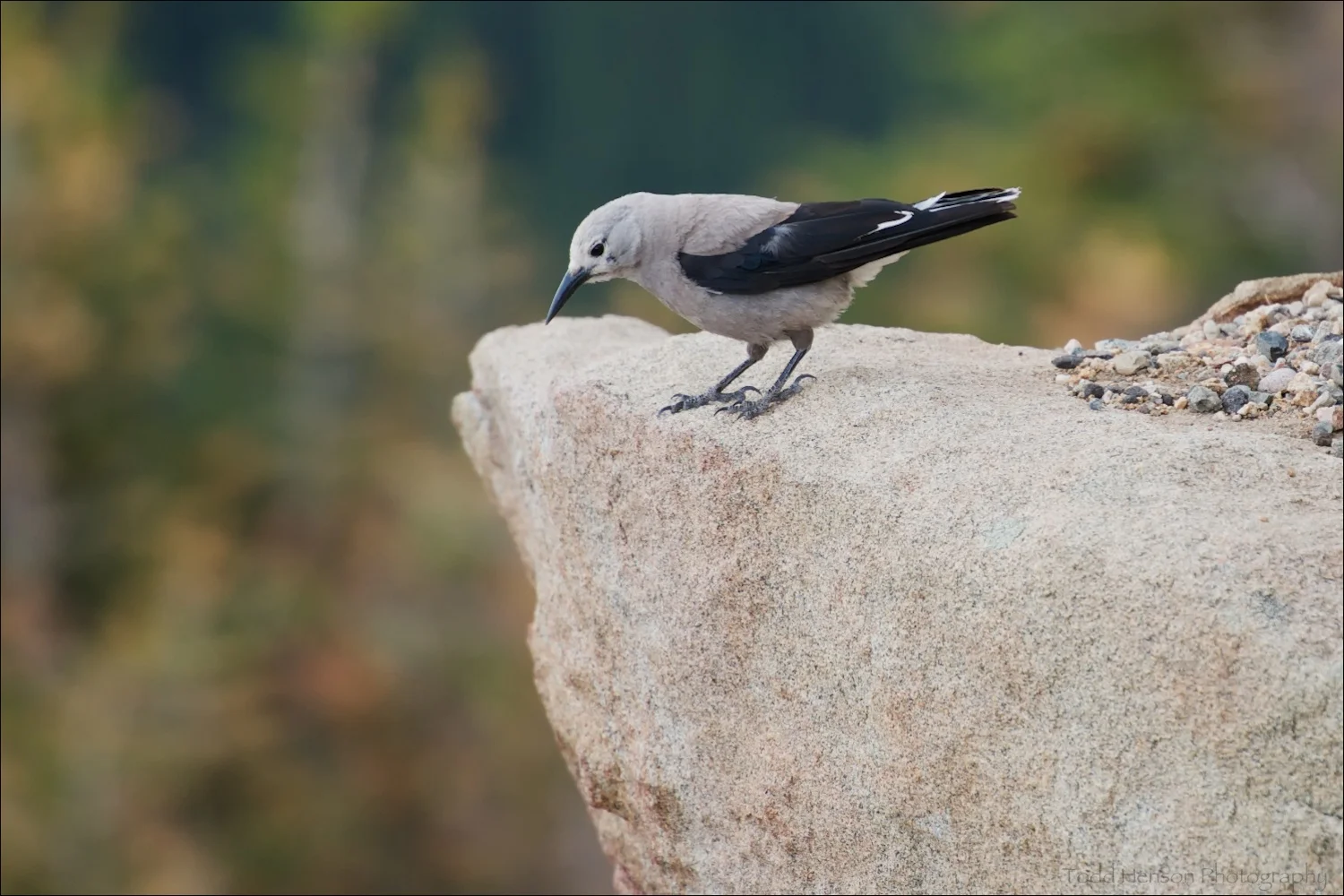 Clark's Nutcracker looking over the edge