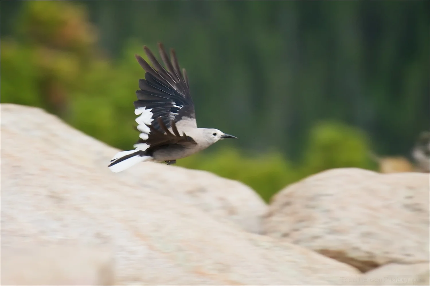 Clark's Nutcracker in flight