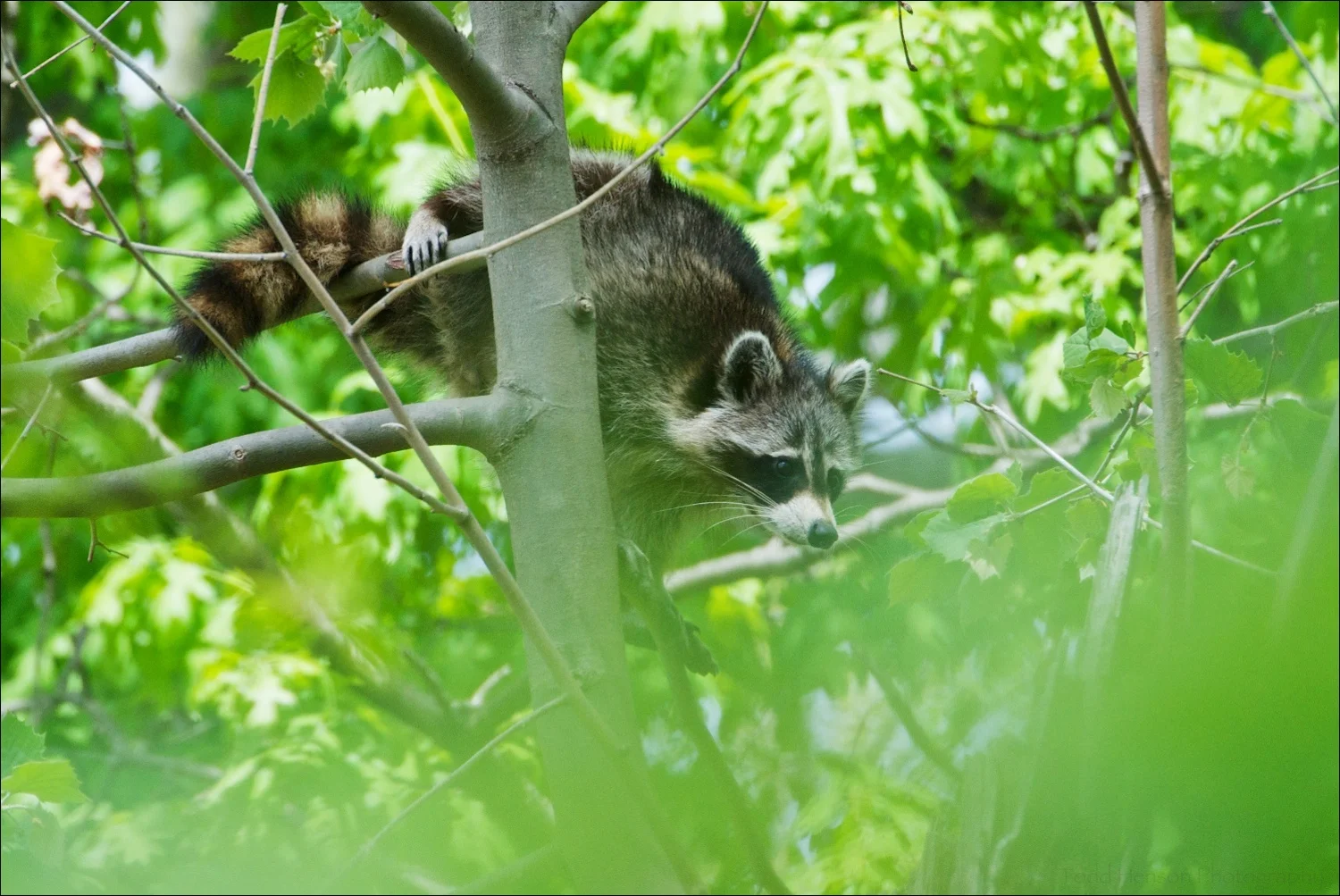 Northern Raccoon climbing from one tree to the top of another, finding a place to sleep for the day