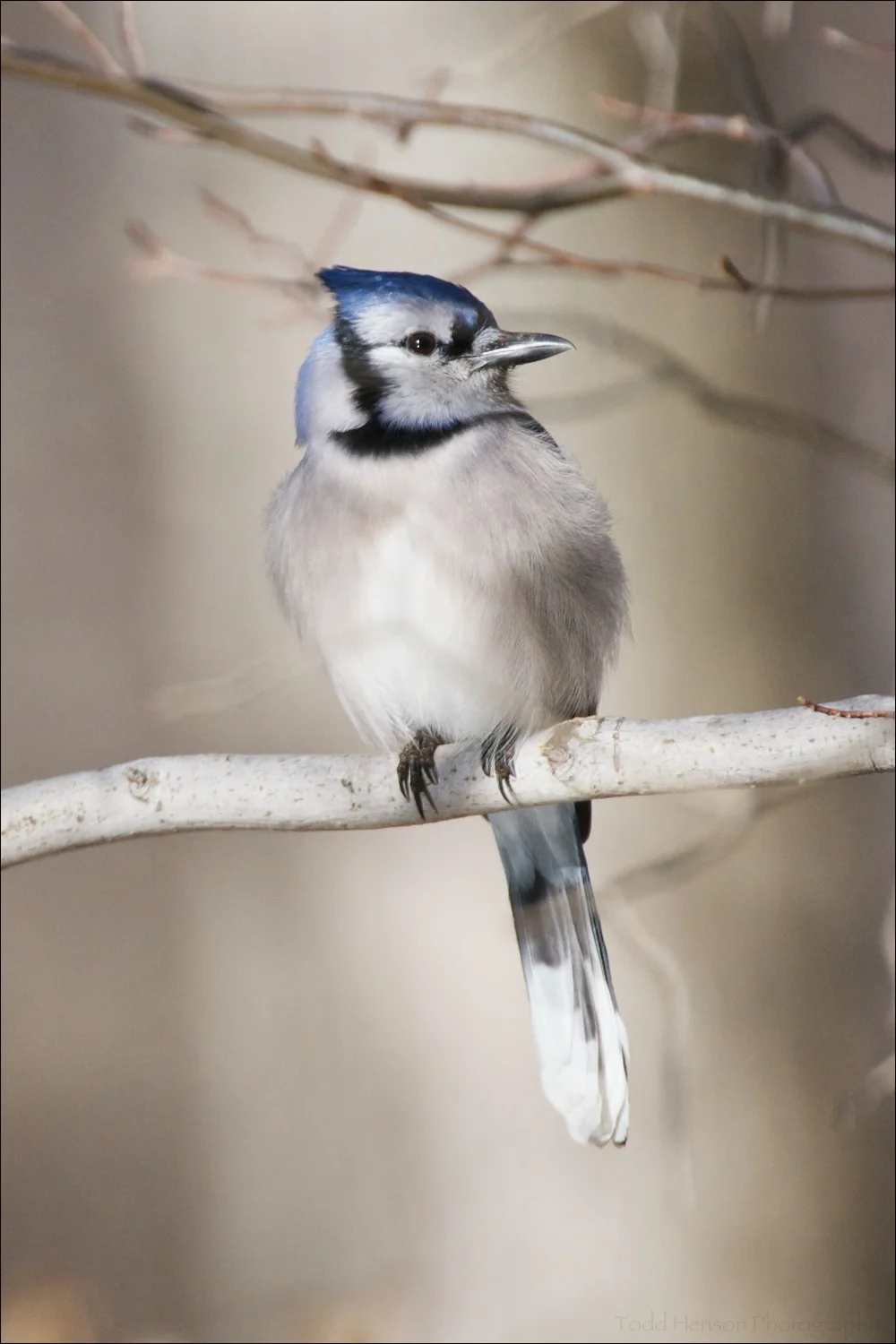 Blue Jay resting on branch