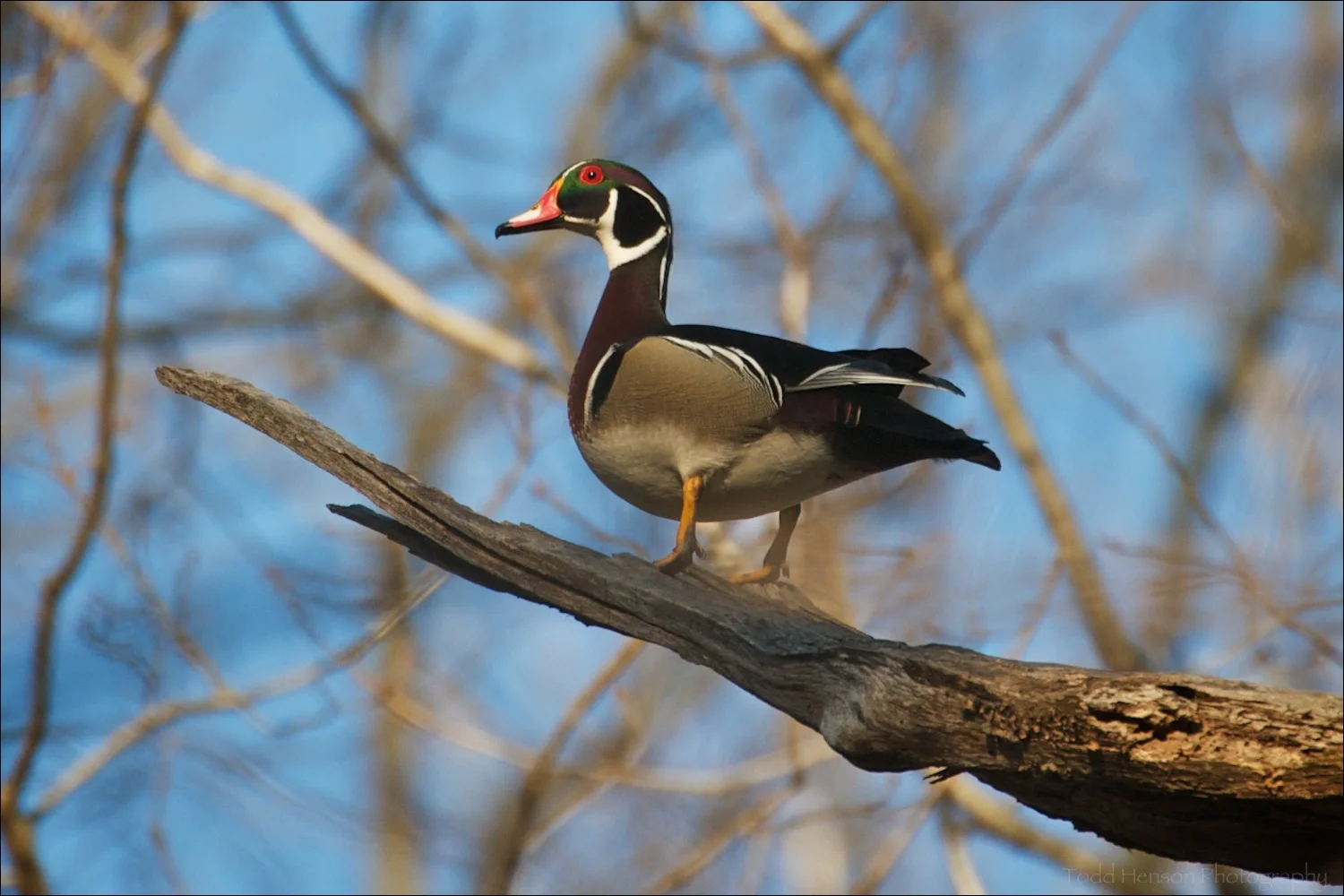 Male Wood Duck watching me from a tree branch.