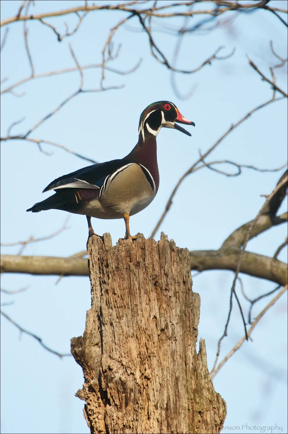 Male Wood Duck eyeing me and calling.