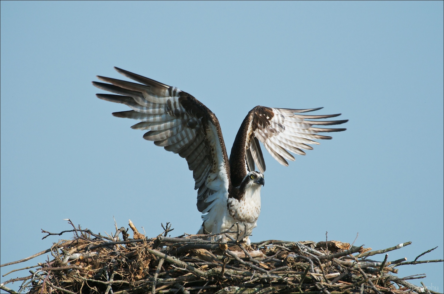  Osprey taking off from nest 