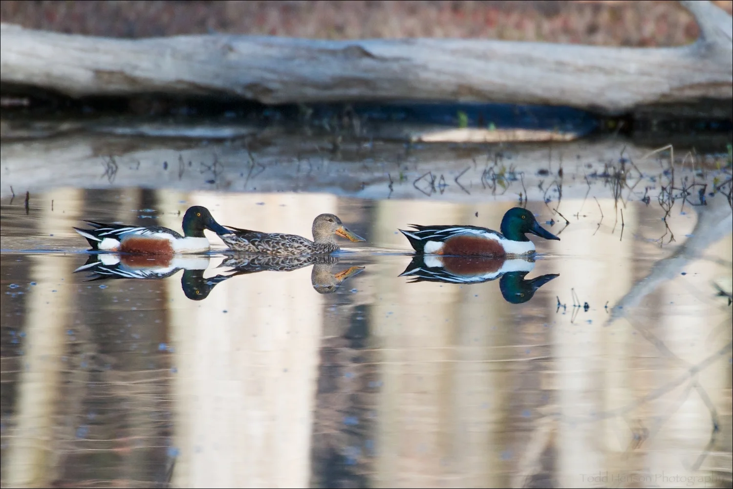 Two male and one female Northern Shoveler swimming in pond