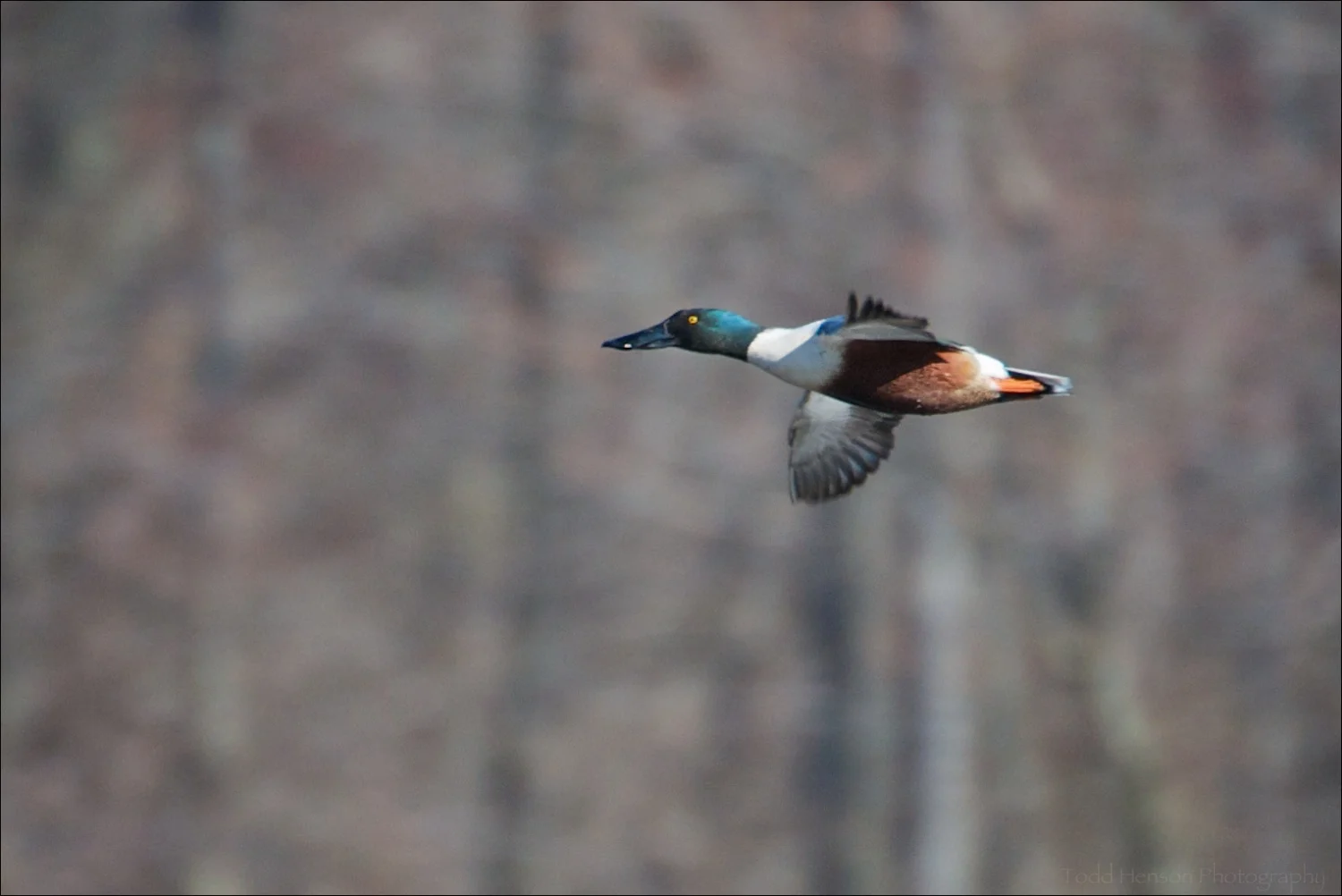 Male Northern Shoveler in flight