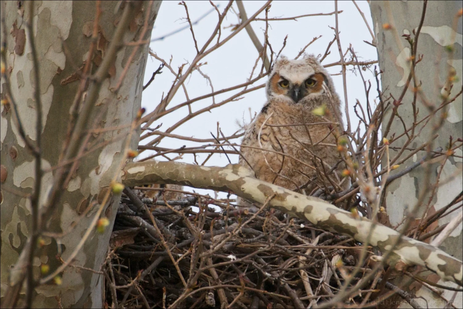 Young Great Horned Owls shortly before fledging. April 4, 2010