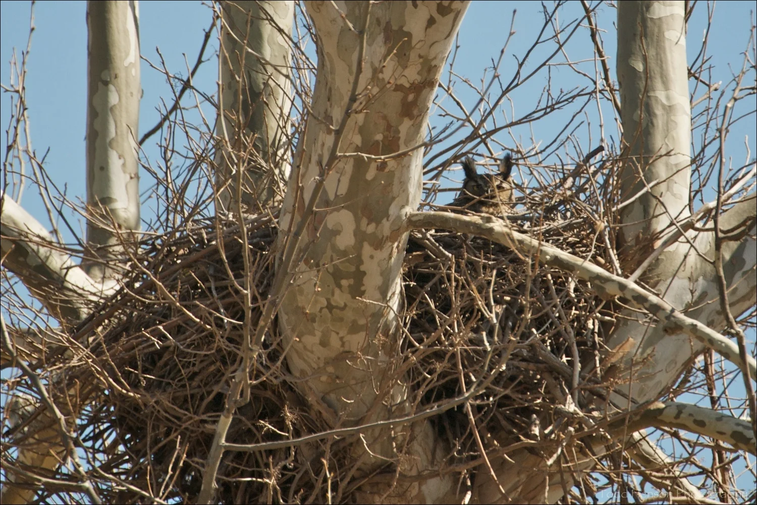 Adult Great Horned Owl in nest. March 20, 2010