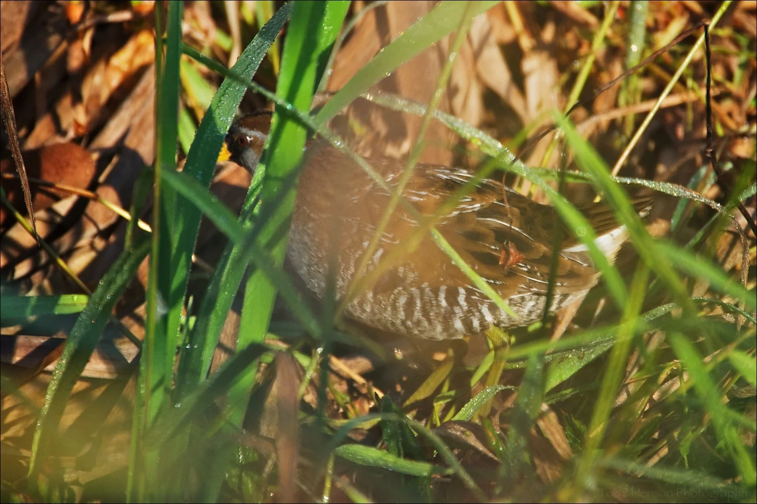 Sora hidden in brush
