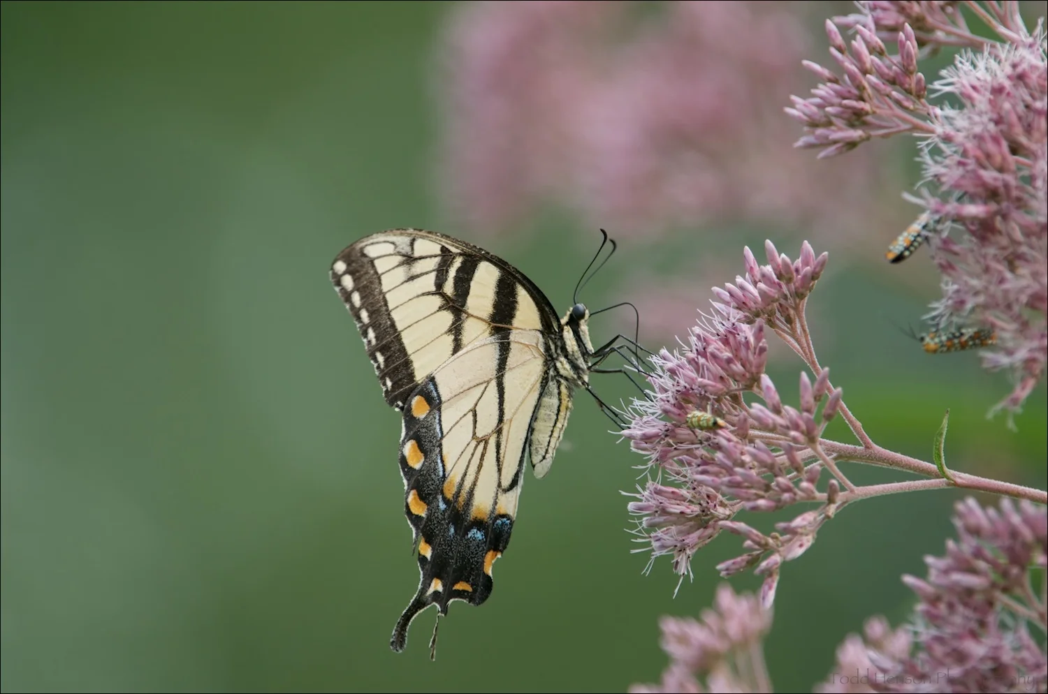 Eastern Tiger Swallowtail Butterfly