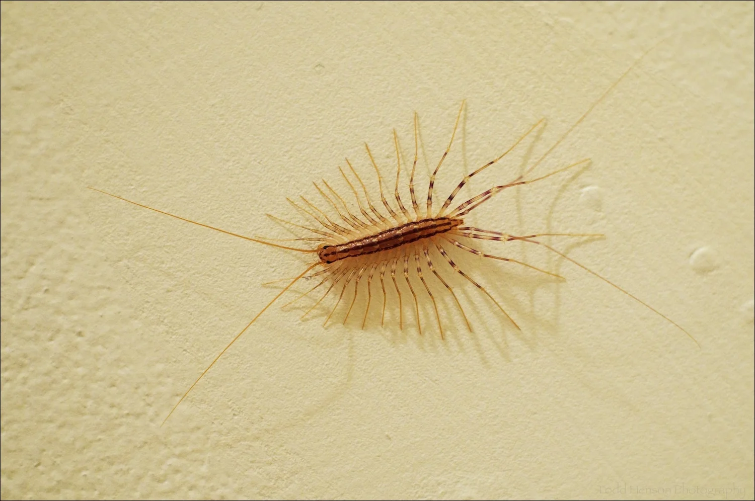 House Centipede on a wall