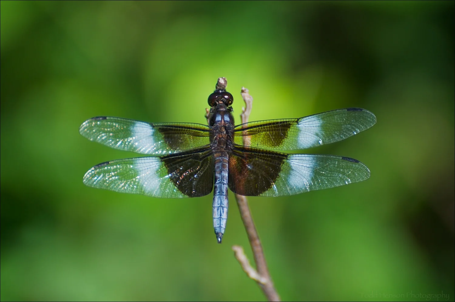 Widow Skimmer Dragonfly