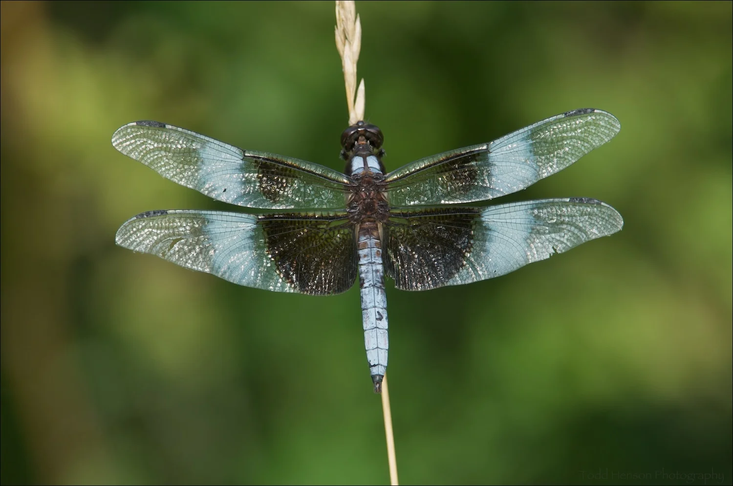 Widow Skimmer Dragonfly