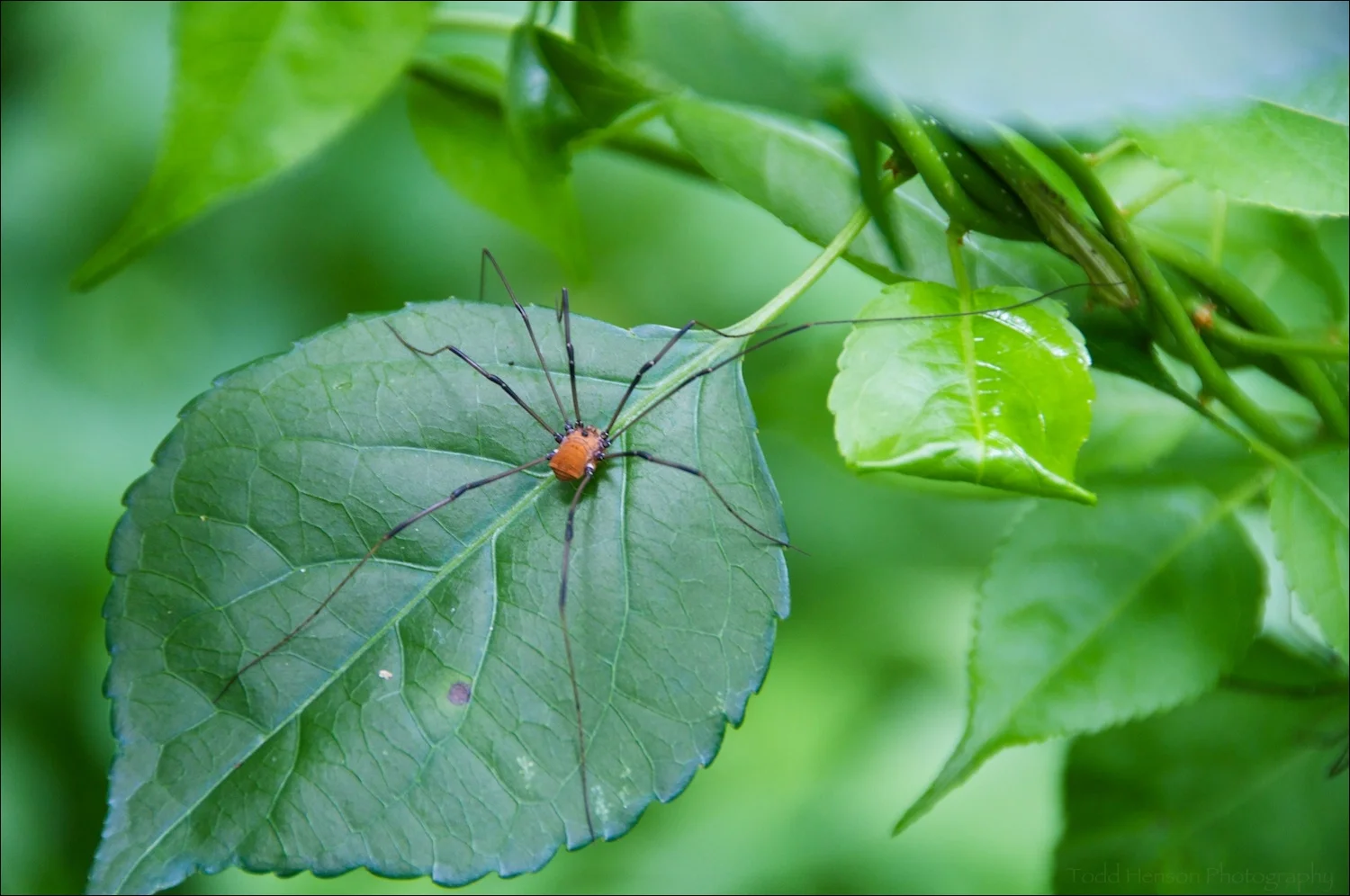 Eastern Harvestman (Daddy Long Legs) on a leaf