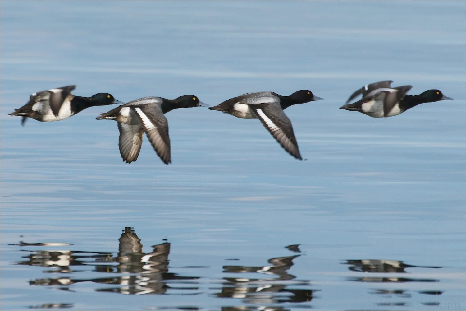 Four male Lesser Scaup in flight