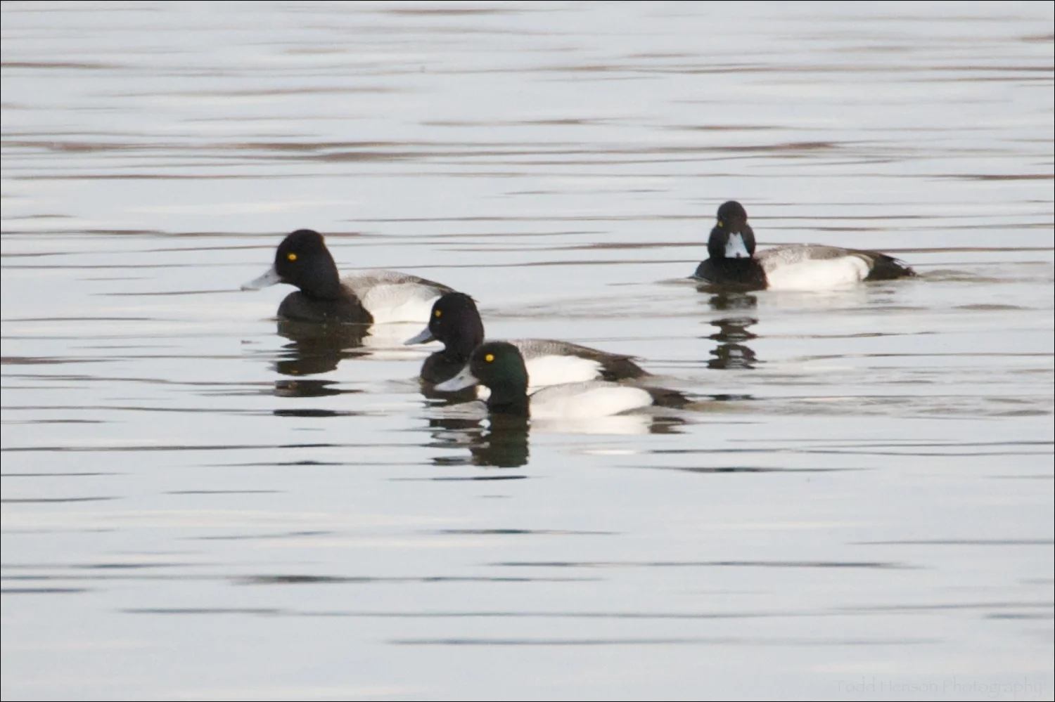Four male Lesser Scaup. Not a good image, but helps ID the ducks. Notice shape of head and pattern on front of bill.