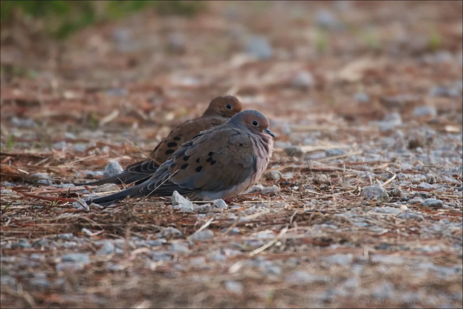 Pair of Mourning Dove resting on trail