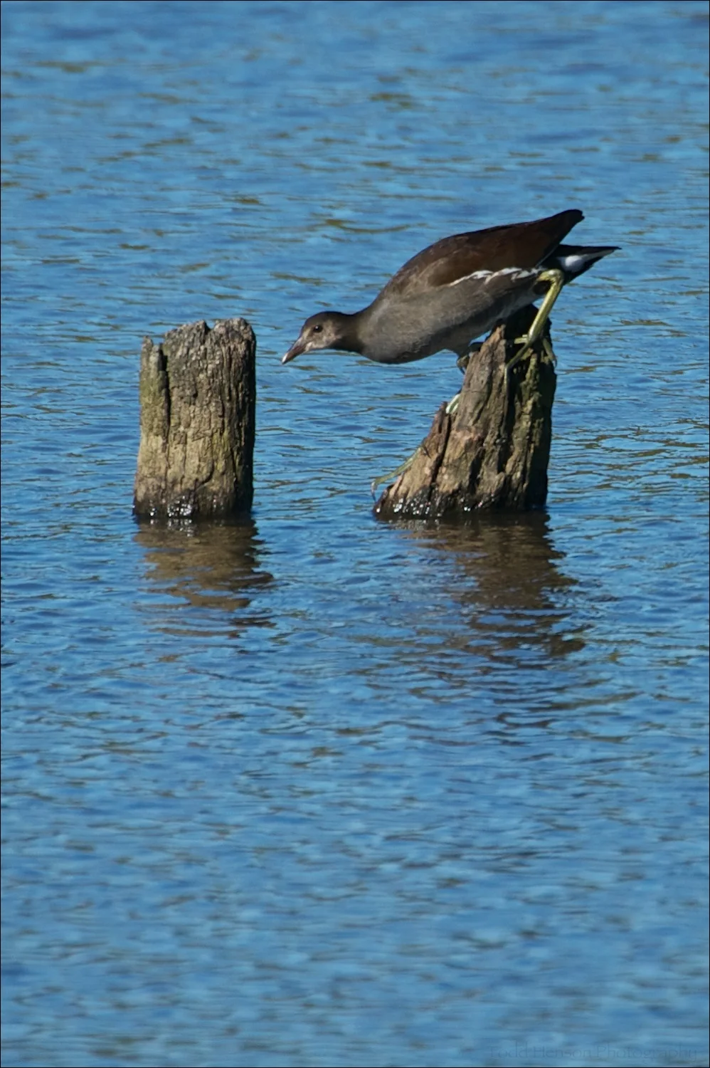 Juvenile Common Moorhen