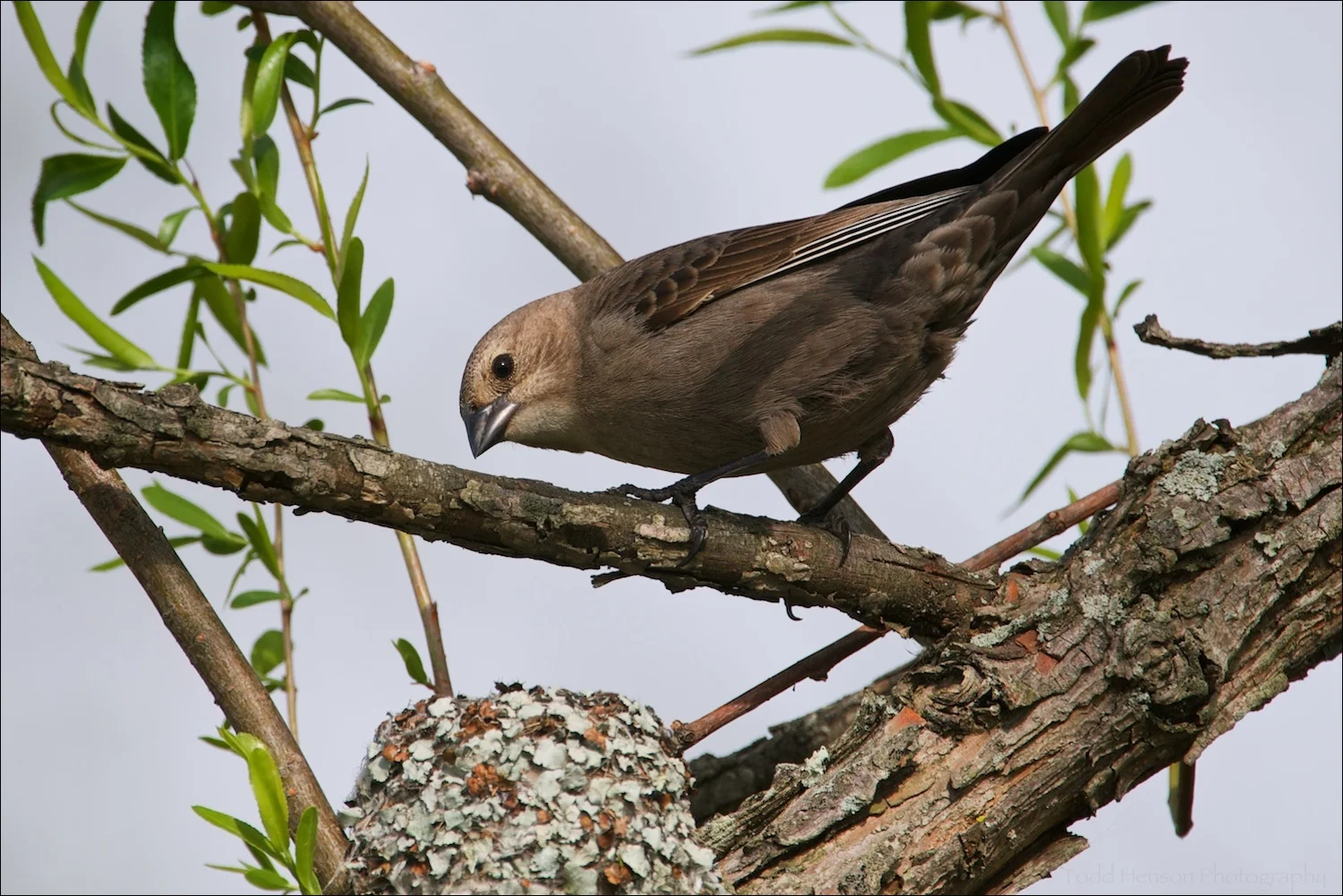 Female Brown-headed Cowbird looking into a Blue-gray Gnatcatcher nest.