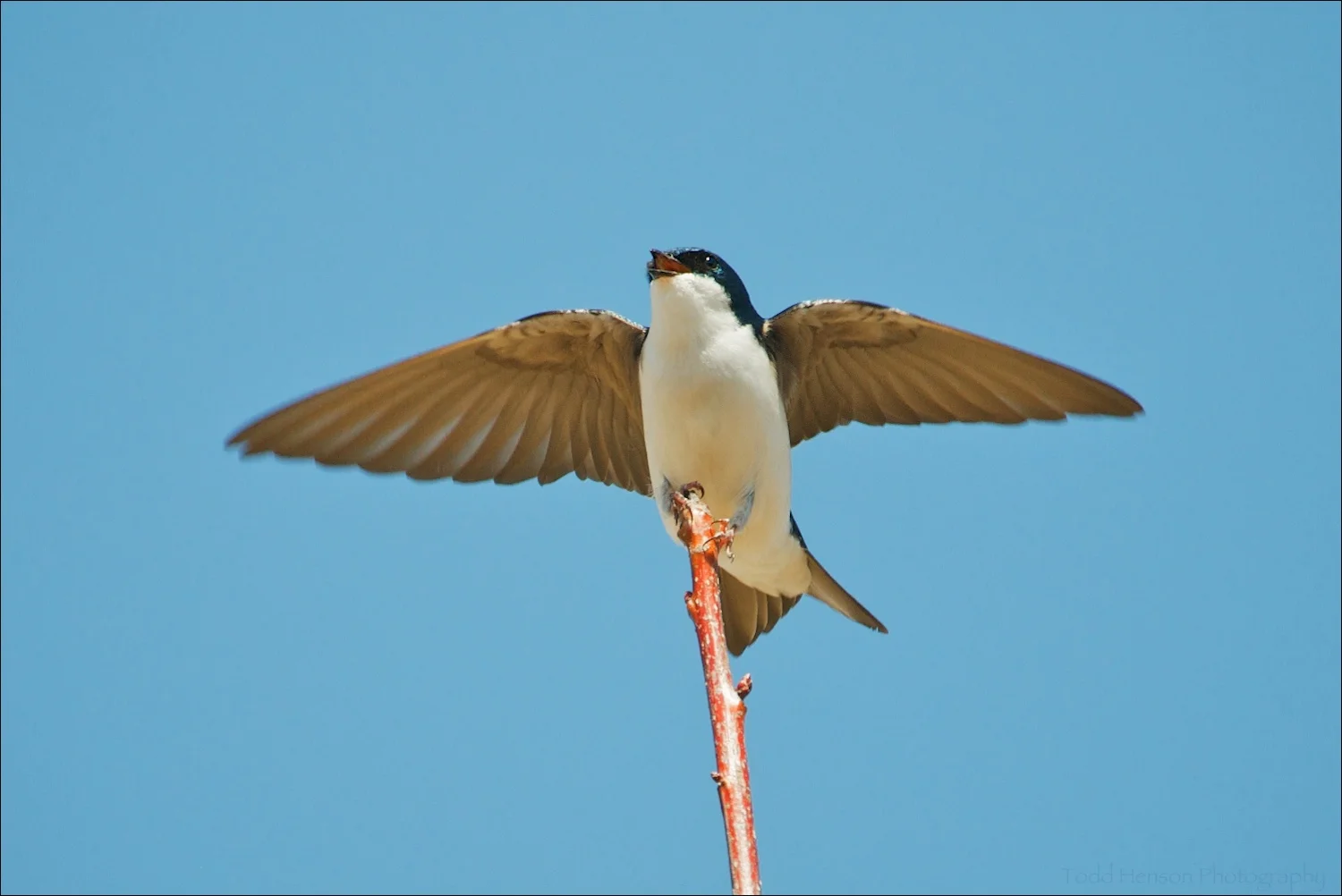 Male Tree Swallow displaying and singing in late March