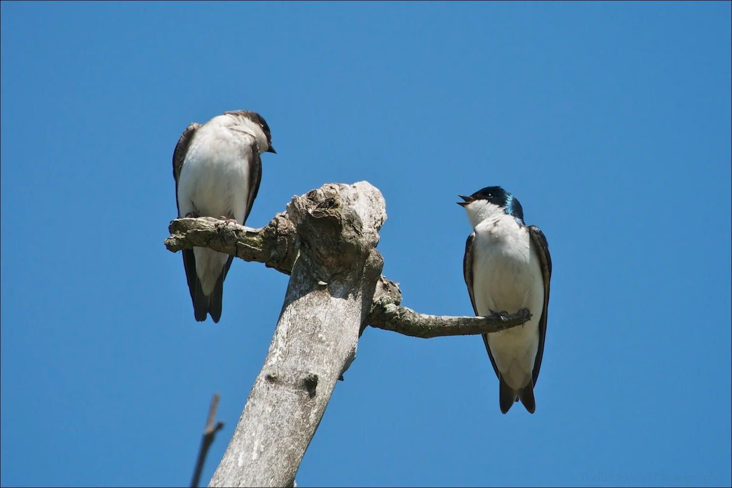 Male (right) and female (left) Tree Swallows