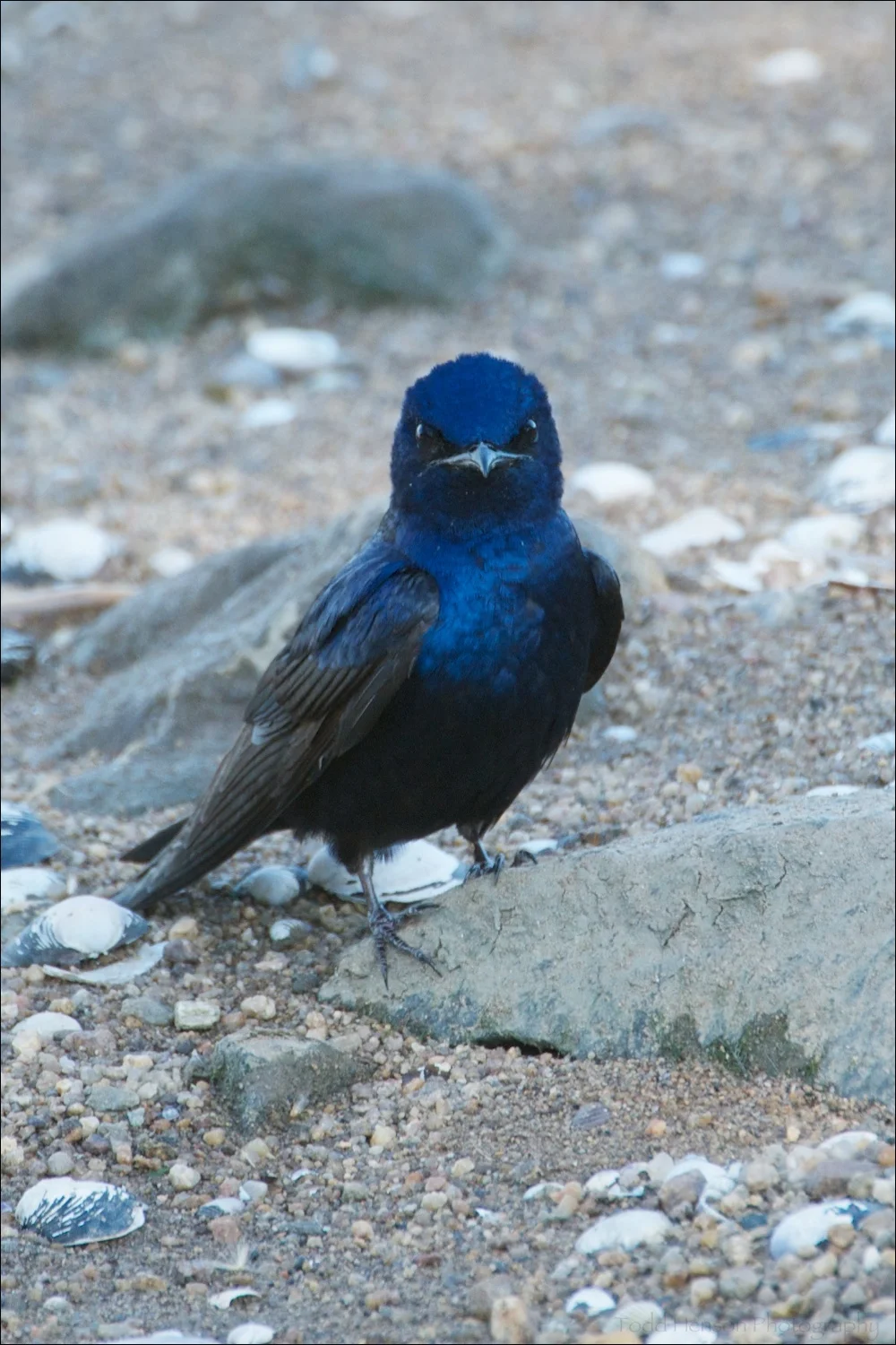 Male Purple Martin