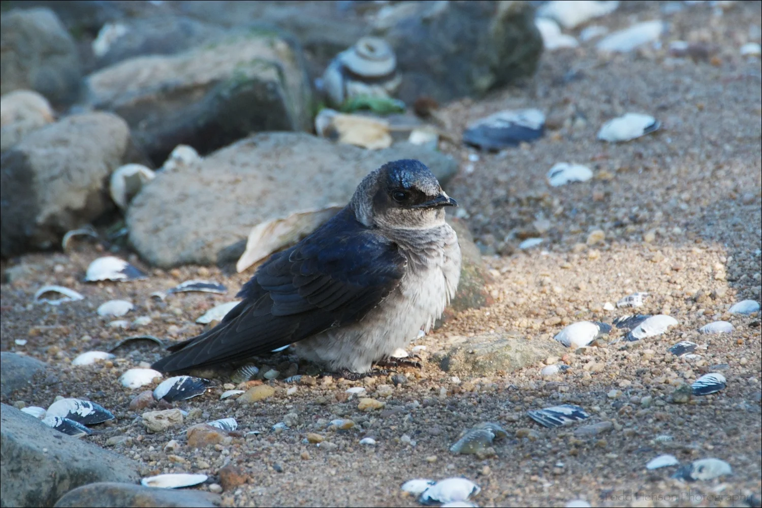 Female Purple Martin