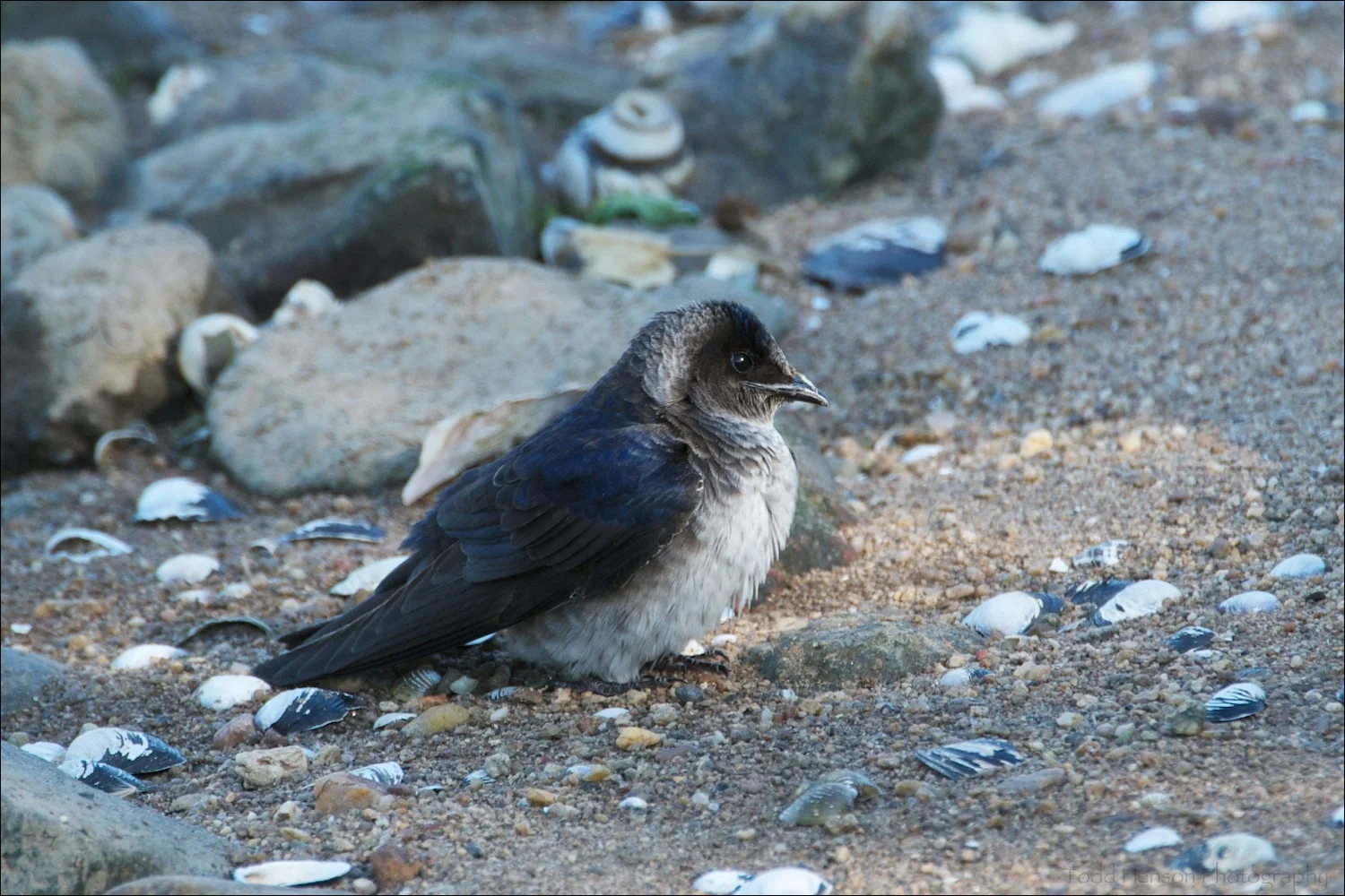 Female Purple Martin