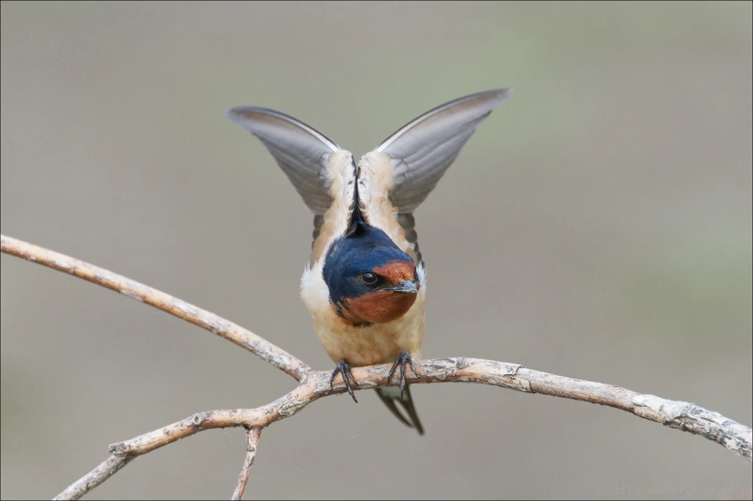 Barn Swallow stretching its wings