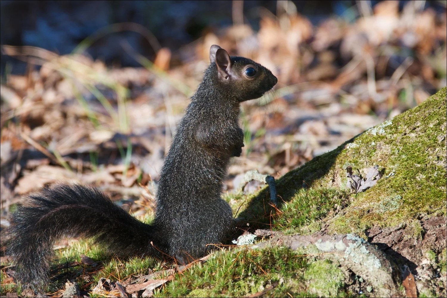 Young Eastern Gray Squirrel with more melanistic (black) fur