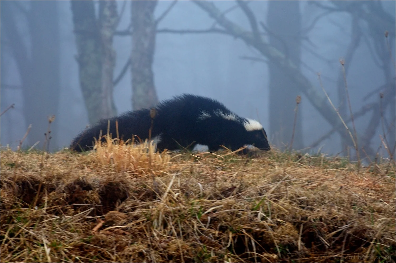 Low quality image of a Striped Skunk walking along top of ridge beside road in very dense fog