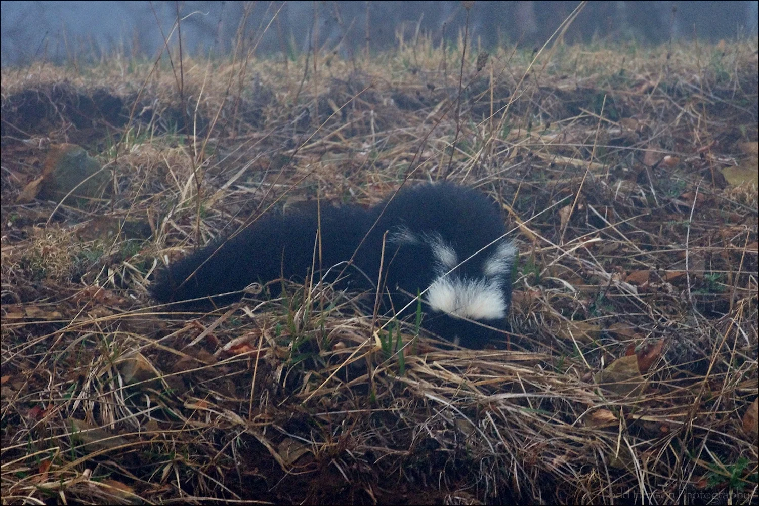 Low quality image of a Striped Skunk nosing through grass along ridge beside road in very dense fog